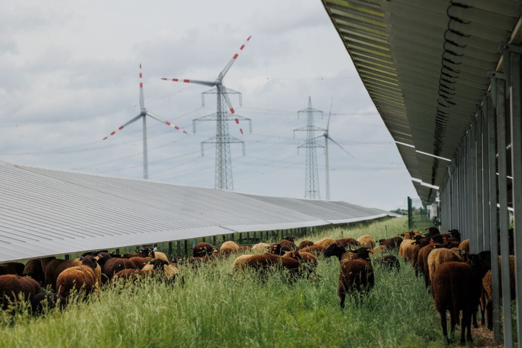 PÜSPÖK realisiert Super-Hybrid-Park in Nickelsdorf 2 Schafe grasen in einer Agri-Photovoltaik-Anlage unter Solarmodulen vor Windkrafträdern und Strommasten bei bewölktem Himmel.