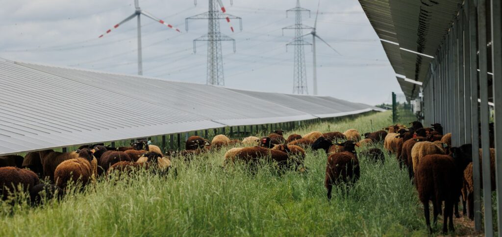Schafe grasen in einer Agri-Photovoltaik-Anlage unter Solarmodulen vor Windkrafträdern und Strommasten bei bewölktem Himmel.
